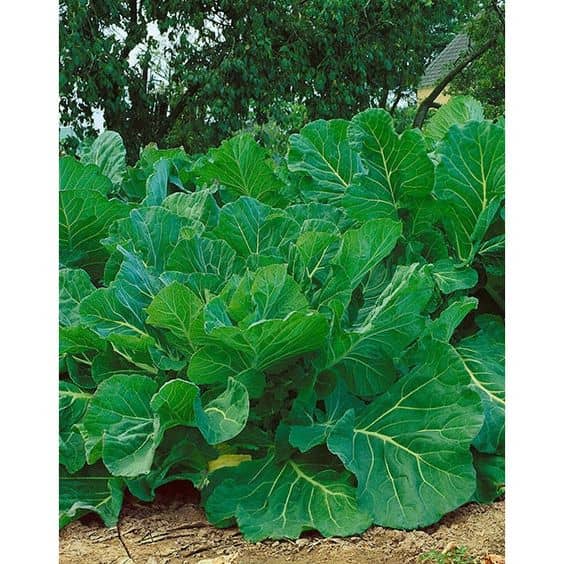 Portuguese Kale (also known as Tronchuda or Portuguese Cabbage)