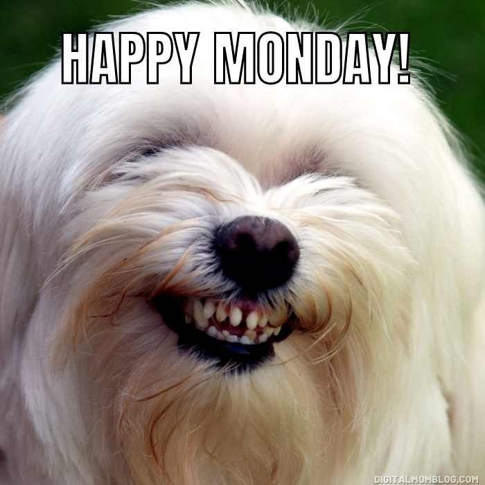 Funny Monday Quotes: Start Your Week with a Smile 4